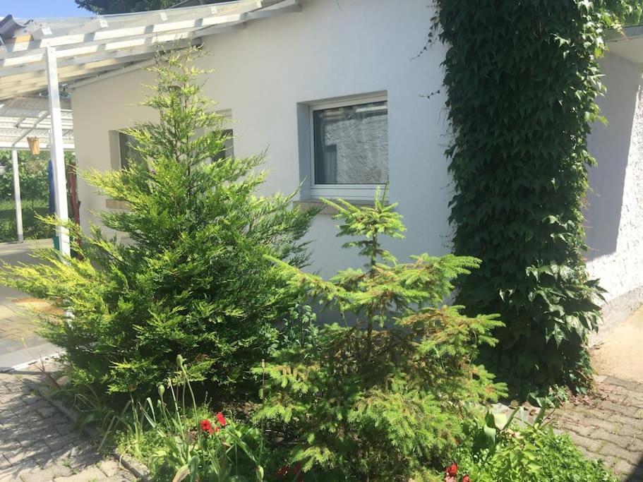 Kleines Haeuschen Am Garten In Darmstadt Eksteriør bilde